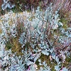 Plants: image 57 Of 208 Thumb